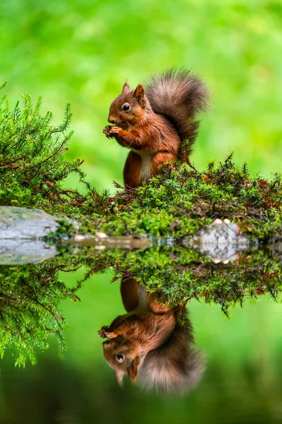 Rotes Eichhörnchen Sciurus Vulgaris Mit Reflexion Wasser Yorkshire Dales Großbritannien — Stockfoto