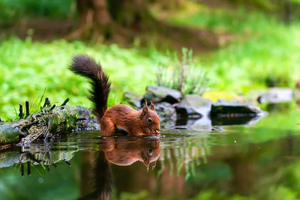 Rotes Eichhörnchen Sciurus Vulgaris Mit Reflexion Wasser Yorkshire Dales Großbritannien — Stockfoto