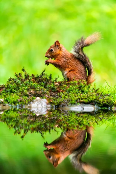 Écureuil Roux Sciurus Vulgaris Avec Réflexion Dans Eau Dans Yorkshire — Photo