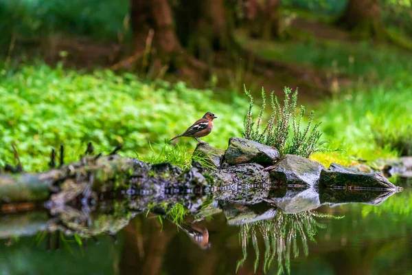 Chaffinch Comun Coelebs Fringilla Reflecție Apă Într Pădure Ploaie Focalizare — Fotografie, imagine de stoc