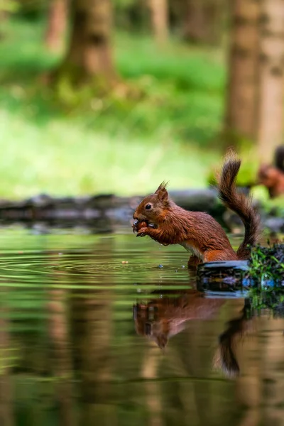 Rotes Eichhörnchen Sciurus Vulgaris Mit Reflexion Wasser Yorkshire Dales Großbritannien — Stockfoto