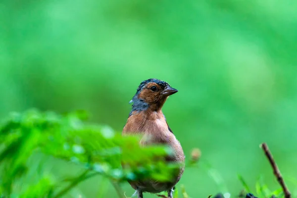 森林中常见的花冠 Fringilla Coelebs 有选择的焦点 — 图库照片