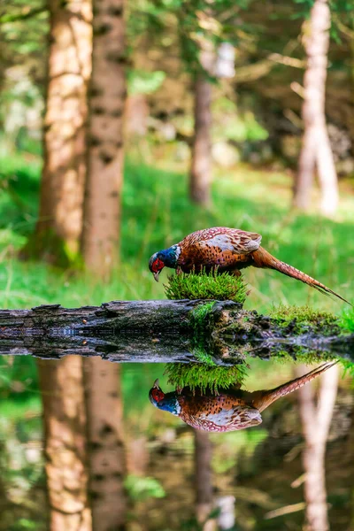 Sülün Erkek Halka Boyunlu Veya Yaygın Sülün Phasianus Colchicus Suda — Stok fotoğraf