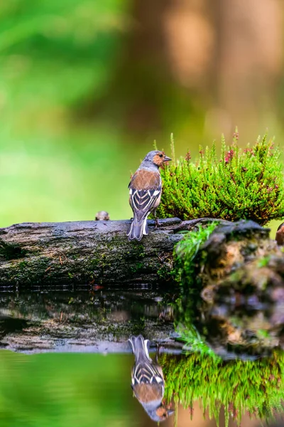 Pinzón Común Fringilla Coelebs Con Reflexión Agua Bosque Enfoque Selectivo —  Fotos de Stock