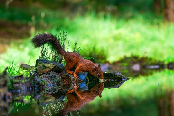 Ardilla Roja Sciurus Vulgaris Con Reflejo Agua Yorkshire Dales Reino — Foto de Stock