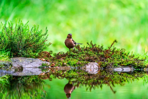 Pinzón Común Fringilla Coelebs Con Reflexión Agua Bosque Enfoque Selectivo — Foto de Stock