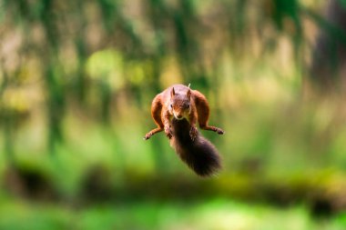 Kırmızı Sincap (Sciurus vulgaris) jumping, Yorkshire Dales, İngiltere - seçici odak