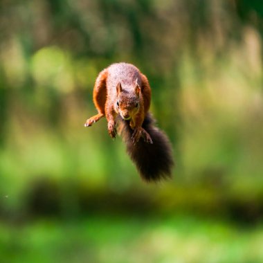 Kırmızı Sincap (Sciurus vulgaris) jumping, Yorkshire Dales, İngiltere - seçici odak