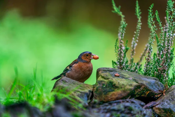 Chaffinch Comun Coelebs Fringilla Într Pădure Focalizare Selectivă — Fotografie, imagine de stoc