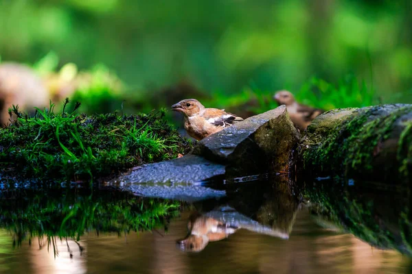 Chaffinch Comun Coelebs Fringilla Reflecție Apă Într Pădure Focalizare Selectivă — Fotografie, imagine de stoc