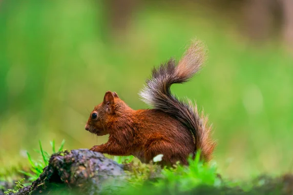 Rotes Eichhörnchen Sciurus Vulgaris Yorkshire Dales Großbritannien Selektiver Fokus — Stockfoto