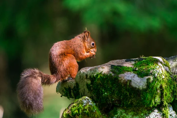 Rotes Eichhörnchen Sciurus Vulgaris Yorkshire Dales Großbritannien Selektiver Fokus — Stockfoto