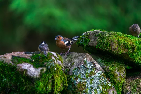 Chaffinch Comun Coelebs Fringilla Într Pădure Focalizare Selectivă — Fotografie, imagine de stoc
