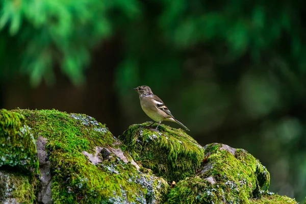 Chaffinch Comun Coelebs Fringilla Într Pădure Focalizare Selectivă — Fotografie, imagine de stoc