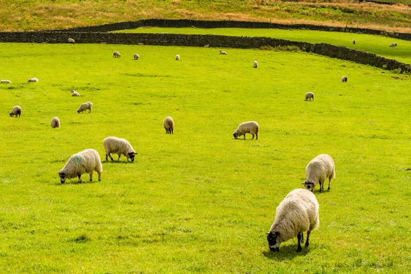 Sheep Grazing Pasture Rural Yorkshire Dales North Yorkshire — Stock Photo, Image