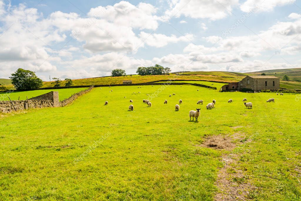 Sheep grazing on a farm in rural Yorkshire Dales, North Yorkshire, UK