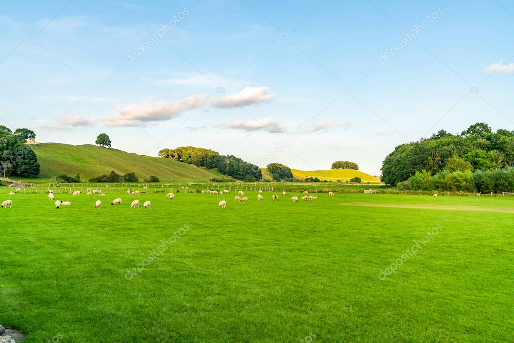 Sheep grazing on a farm in Yorkshire Dales, North Yorkshire, UK