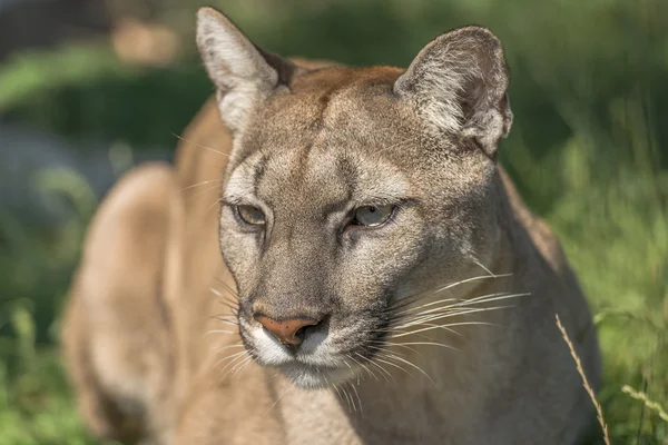 Puma (Felis Concolor) — Stock Photo, Image