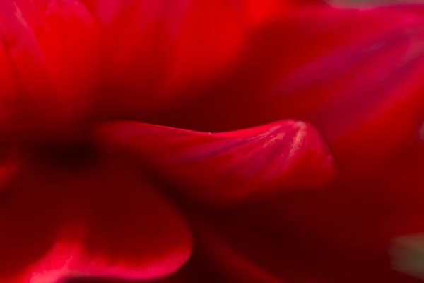 Kronbladen på en röd blomma - närbild — Stockfoto