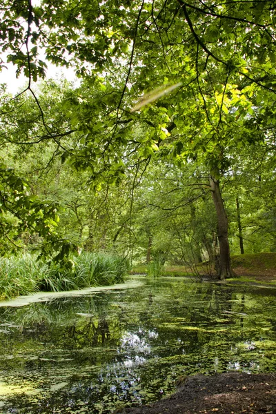 Kleine vijver in het bos bedekt met Kroos — Stockfoto