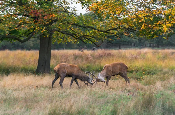 Ciervos rojos en Richmond Park, Londres — Foto de Stock