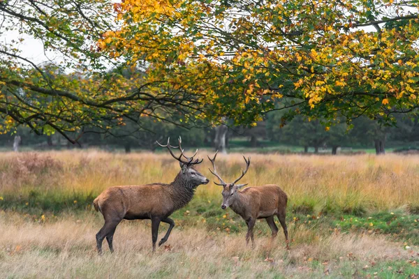 Ciervos rojos en Richmond Park, Londres — Foto de Stock