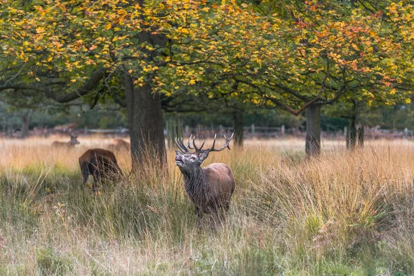 Kızıl geyik Richmond Park, Londra — Stok fotoğraf