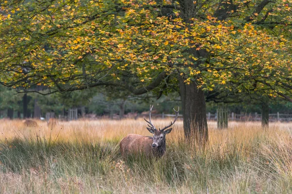 Kızıl geyik Richmond Park, Londra — Stok fotoğraf