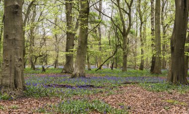 Bluebells bahar ormandaki