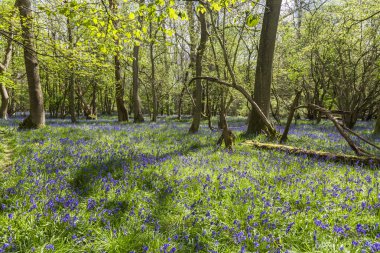 Bluebells bahar ormandaki