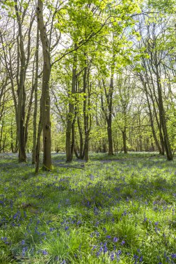 Bluebells bahar ormandaki