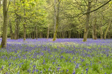 Bluebells bahar ormandaki