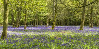 Bluebells bahar ormandaki