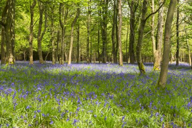 Bluebells bahar ormandaki