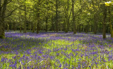 Bluebells bahar ormandaki