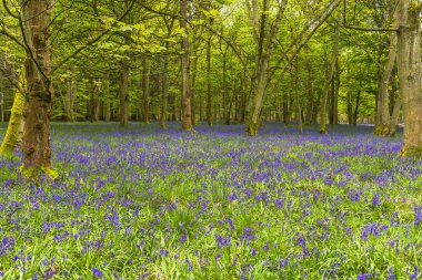 Bluebells bahar ormandaki