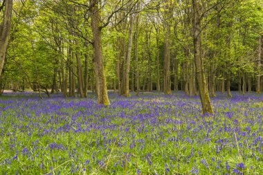 Bluebells bahar ormandaki