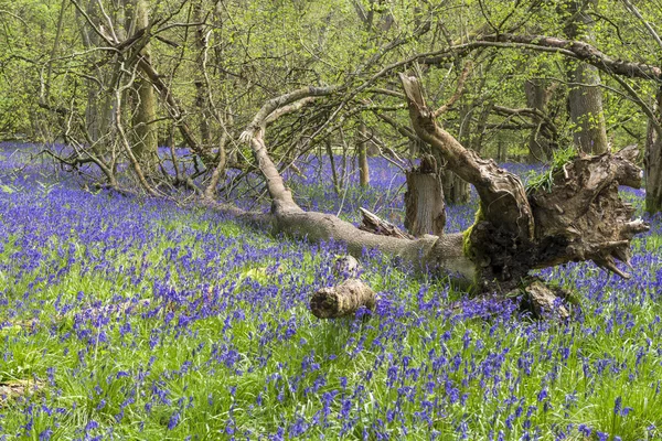 Blåklockor i vår skog — Stockfoto