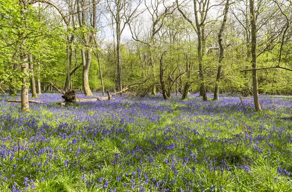 Campanas azules en bosque de primavera —  Fotos de Stock