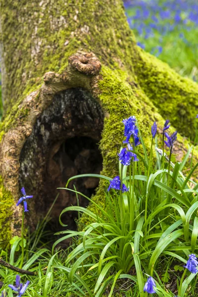 Blauglocken im Frühlingswald — Stockfoto