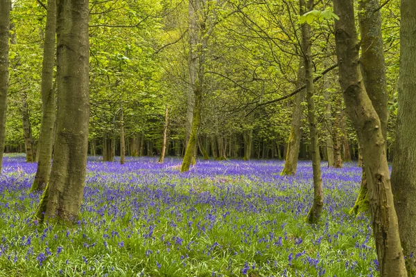 Blåklockor i vår skog — Stockfoto