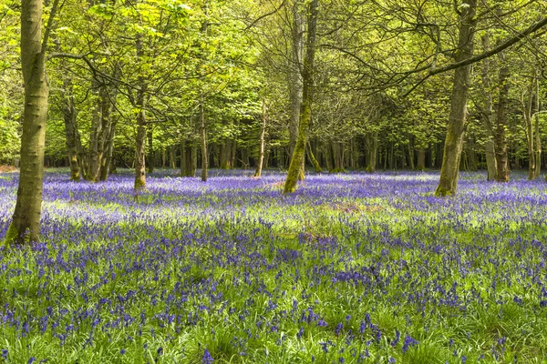 Campanas azules en bosque de primavera —  Fotos de Stock