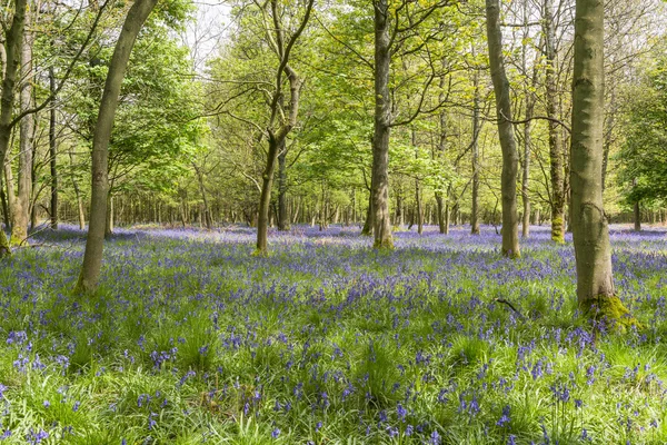 Campanas azules en bosque de primavera —  Fotos de Stock