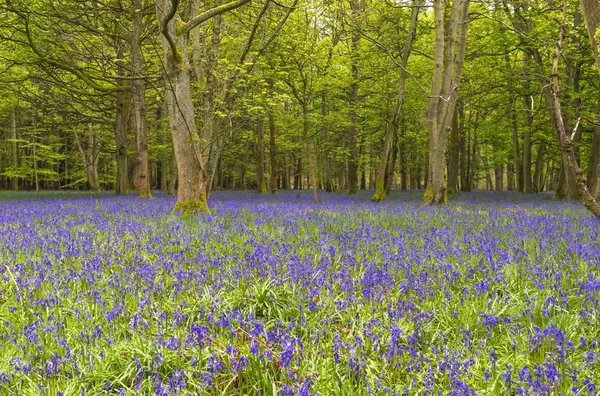 Blåklockor i vår skog — Stockfoto