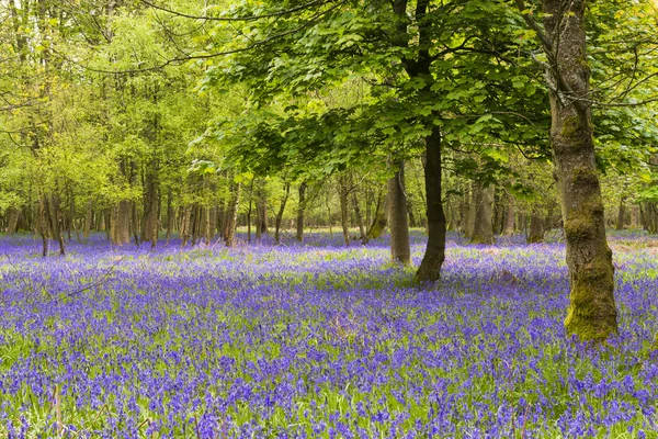 Blåklockor i vår skog — Stockfoto