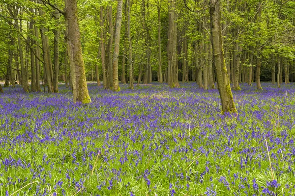 Blåklockor i vår skog — Stockfoto