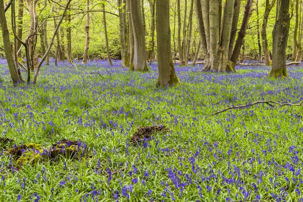 Campanas azules en bosque de primavera —  Fotos de Stock