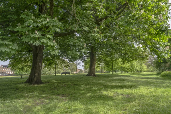 Greenwich Park in London Uk — Stockfoto