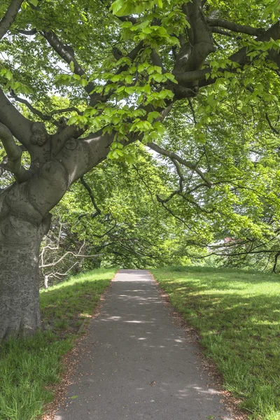 Greenwich park i London Uk — Stockfoto