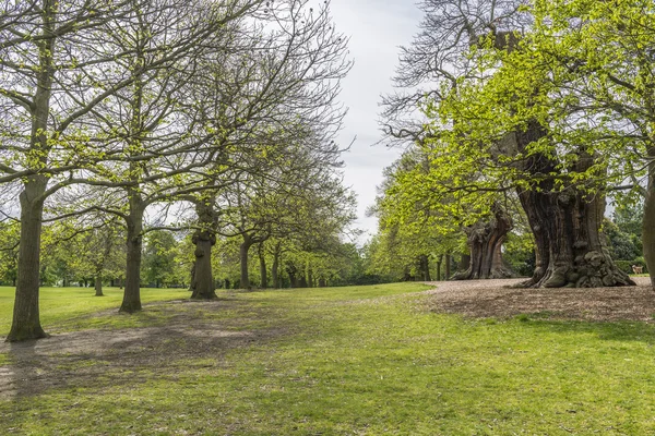 Greenwich Park in London Uk — Stockfoto